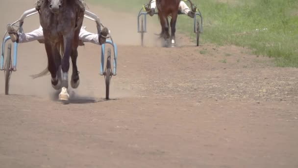 Slunečný letní den v hipodromu. Dva koně připoutaní ke kočárům pobíhají jeden za druhým. Zpomalený pohyb