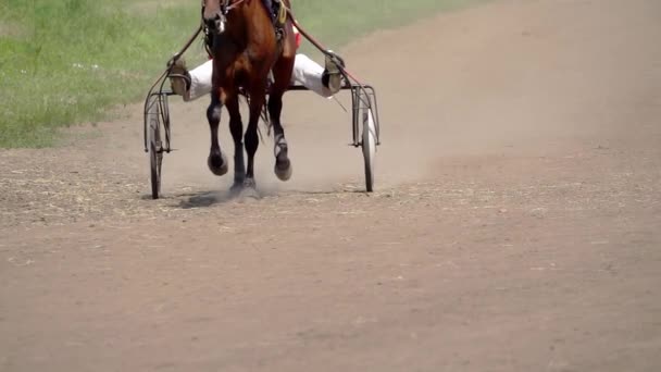 Slunečný Letní Den Hipodromu Jeden Kůň Spoutaný Běhu Vozíkem Zpomalený — Stock video