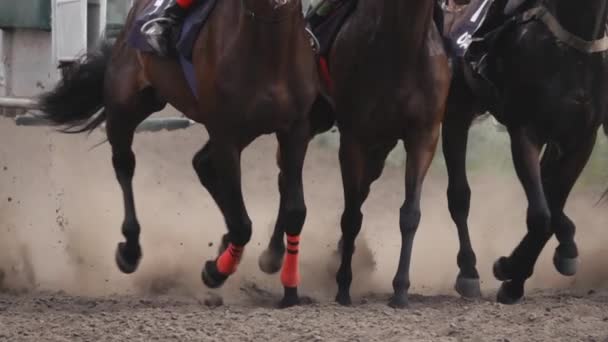 Journée Été Hippodrome Plusieurs Cavaliers Commencent Des Courses Chevaux Démarrez — Video