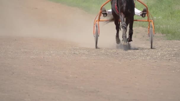 Один Конь Запряженный Спортивную Корзину Slow Motion — стоковое видео