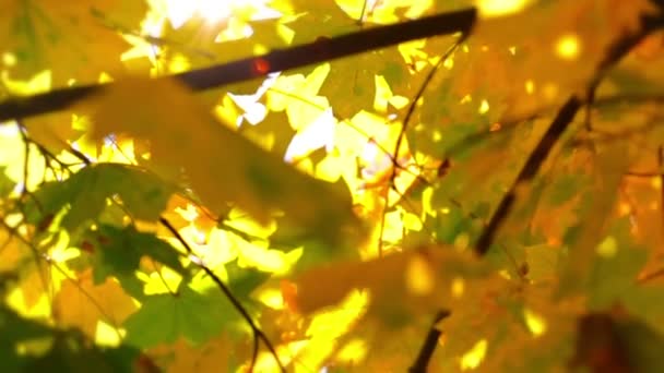 Folhas de outono desfocadas e sol — Vídeo de Stock