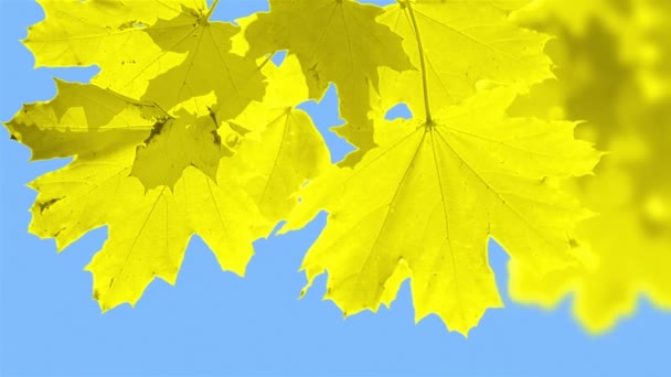 De kleur van de bladeren wijzigen — Stockvideo