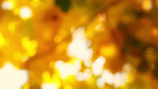 Automne Arrière-plan sans focus 