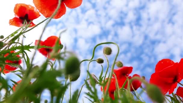 Rote Mohnblumen auf Hintergrund mit blauem Himmel — Stockvideo