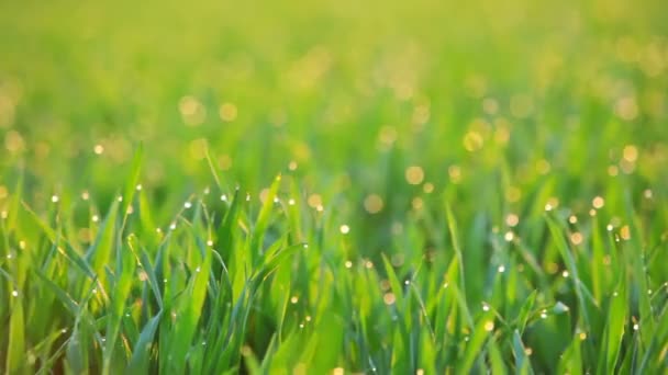 Hintergrund mit Tau auf dem Gras im Morgengrauen. nahtlose Schleife — Stockvideo