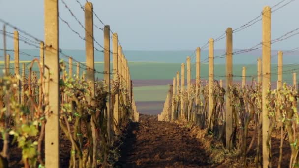 Viñedo a principios de primavera — Vídeo de stock