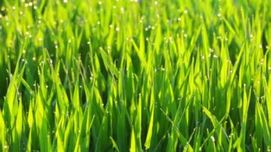 Çimlerin üzerindeki çiy tanesi