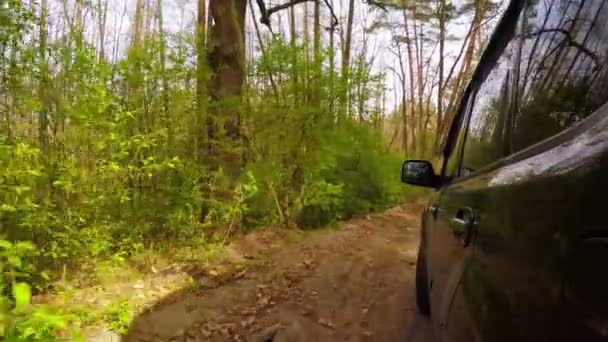 Riding along the Forest Road — Stock Video