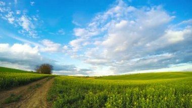 Bulutlar kolza tohumu alanın üzerinde. Zaman atlamalı