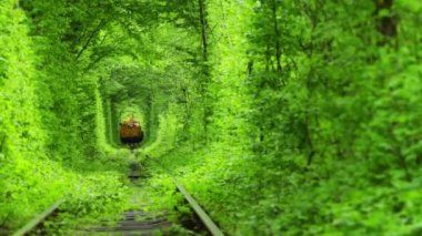 Ağaçlar yeşil bir tünelde tren