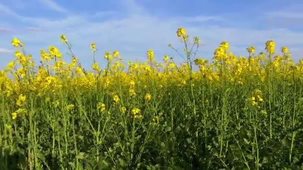 Rapsfeld und blauer Himmel — Stockvideo