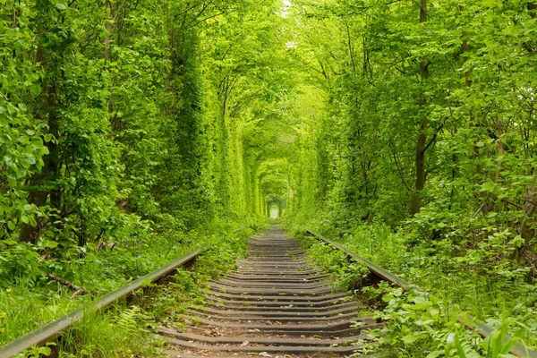 Ucrânia. Túnel do Amor — Fotografia de Stock