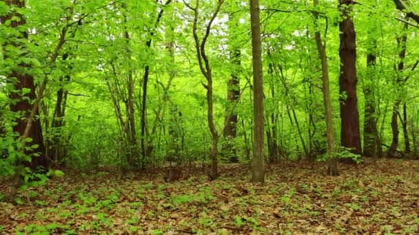 Zomer bos — Stockvideo