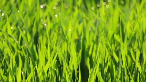 Rosée du matin sur l'herbe verte 