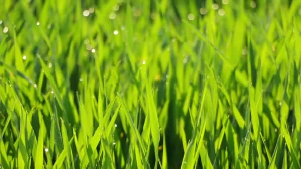 Rosée du matin sur l'herbe verte — Video