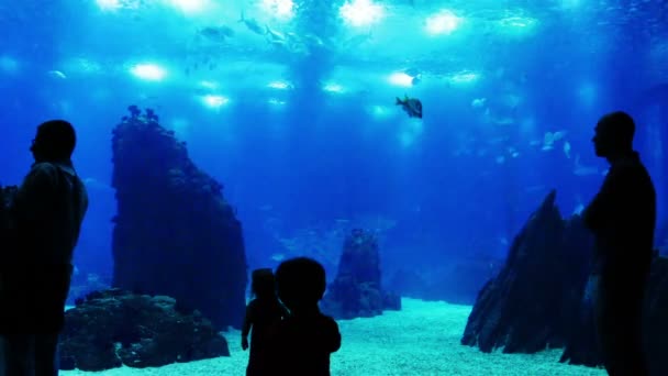 Jonge geitjes bij het Oceanarium — Stockvideo