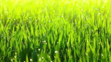 Çiğ çim ve Meltem