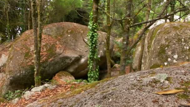 Bosque de hayas silvestres y enormes rocas — Vídeos de Stock