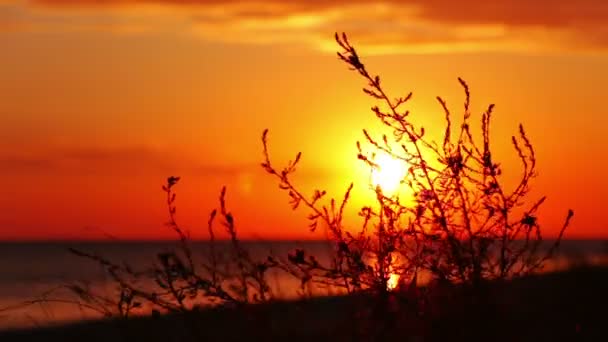 Захід сонця, вітер і трава — стокове відео
