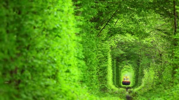 Tren técnico en el túnel de árboles caducos — Vídeo de stock