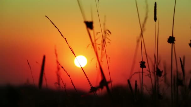 Silhuetas de grama e o sol — Vídeo de Stock