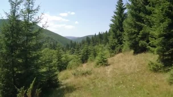 Forêt de conifères sur les collines. Vidéo aérienne — Video