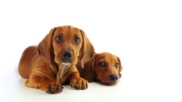 Two Dachshund Puppy on a White Background — Stock Video