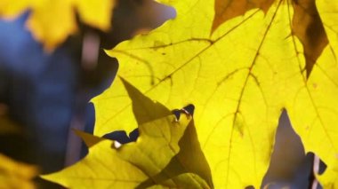 Sonbaharda akçaağaç yaprakları. Yakın çekim