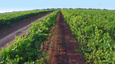 Bir bağ üzerinden uçak kalkış. Hava Video