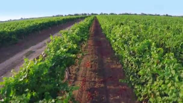 Drohnen heben über einem Weinberg ab. Luftbild — Stockvideo