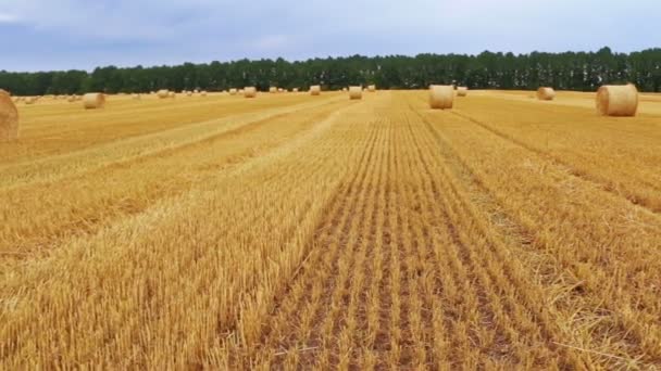 Rotoli di fieno nel campo — Video Stock