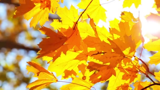 Fogliame autunnale dorato — Video Stock