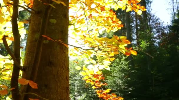 Flare da lente na floresta de outono — Vídeo de Stock