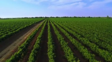 Uçuş bağ üzerinde. Drone hava Video