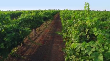 Uçuş bağ üzerinde. Drone hava Video