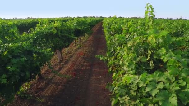 Flug über Weinberg. Luftbild von Drohne — Stockvideo