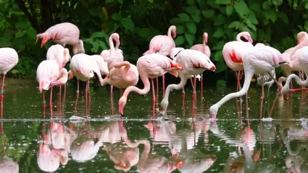 Κοπάδι των ροζ φλαμίνγκο φιλόκομψος τα φτερά — Αρχείο Βίντεο