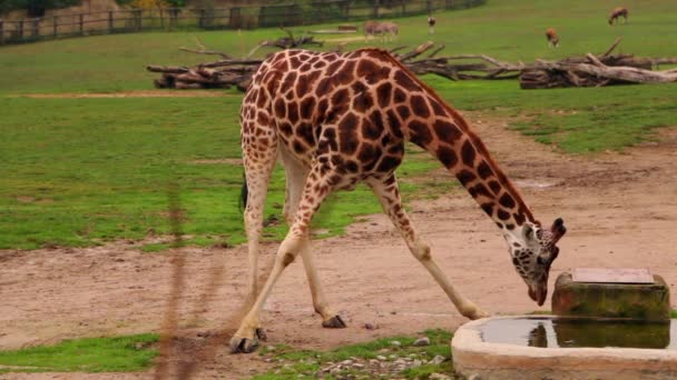 Giraffe Drinks Water — Stock Video