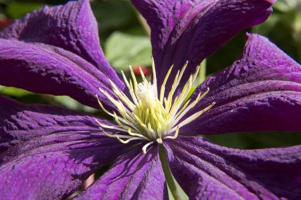 Macro blue and ruby red Clematis - flowers and leaves — Stock Photo, Image