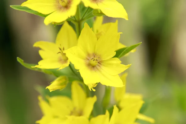 Nahaufnahme einer Gelben Blumen — Stock Photo, Image