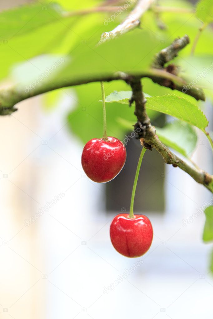 Cherries on branch