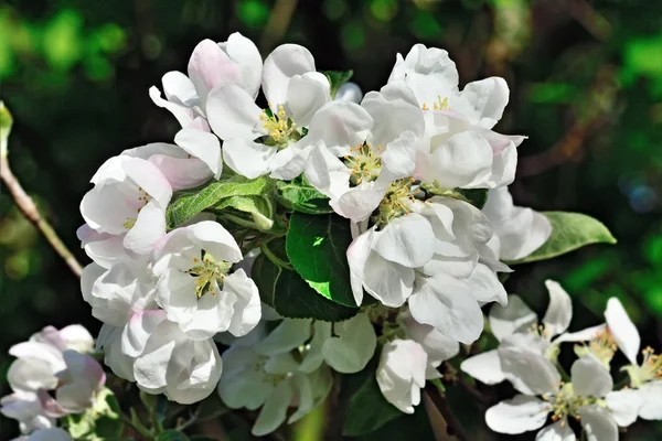 Bellissimi fiori di mela primo piano — Foto Stock