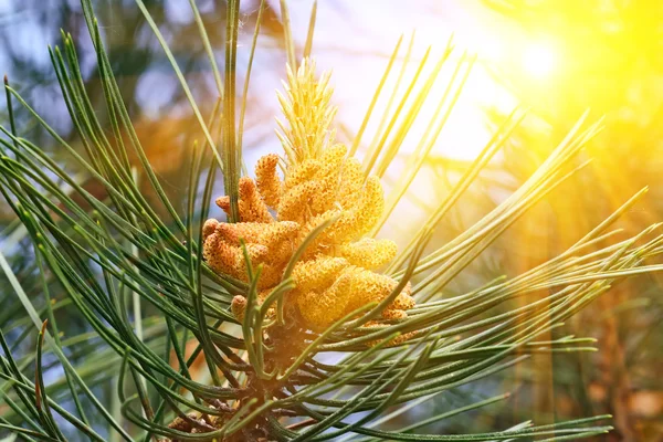 Pinus mugo podsvícení — Stock fotografie