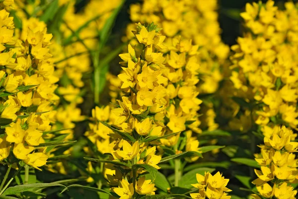 Lysimachia vulgaris closeup. Floral background — Stock Photo, Image