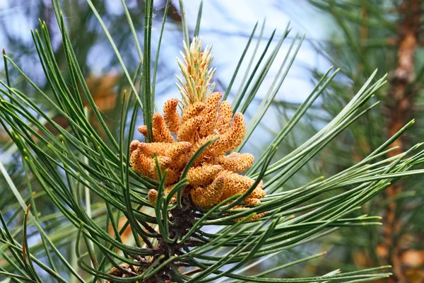 Pinus mugo zbliżenie — Zdjęcie stockowe