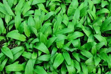 Ramson veya yabani sarımsak (lat. allium ursinum)