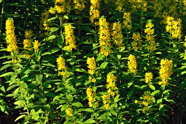 Lysimachia vulgaris primo piano — Foto Stock