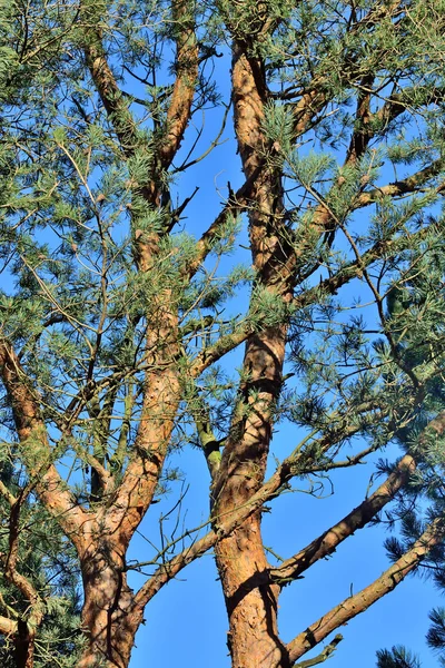 Trunks of pines in the sun — Stock Photo, Image