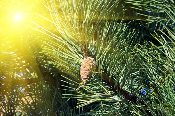 Pine mountain in the sun — Stock Photo, Image