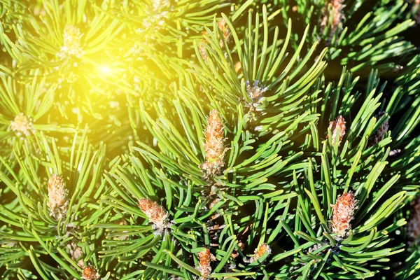 Pine Dağı. İğneler ve tomurcukları güneşin